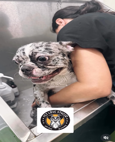 Pet Grooming 6